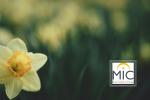 MIC Spring Recess